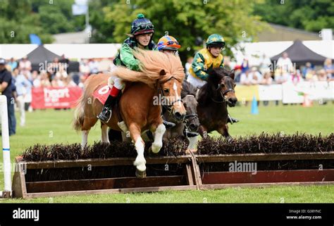 Shetland pony jumping hi-res stock photography and images - Alamy