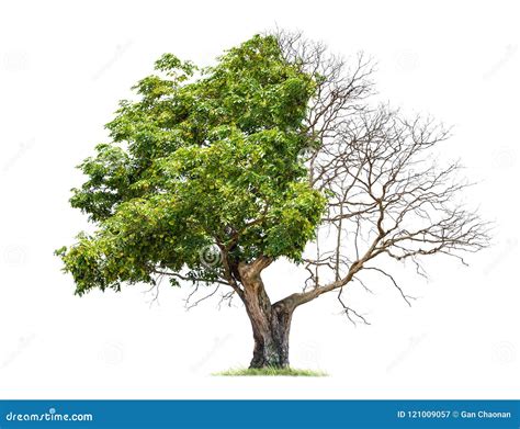 Concepto De Duplicidad Árbol Muerto En Un árbol Lateral Y Vivo En El Diverso Lado Imagen de ...