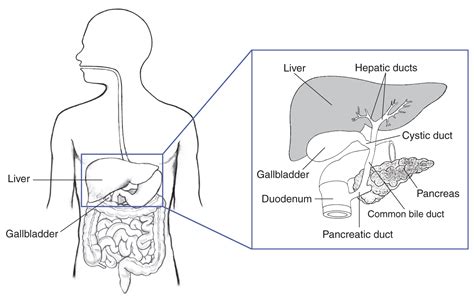 Illustration of the biliary system, with the liver, gallbladder ...