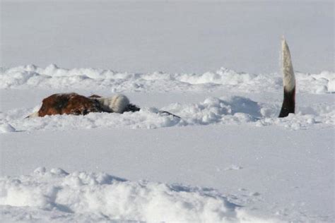 LEO the BASSET ...: Leo's great snow adventure