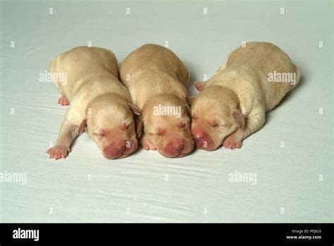 Three newborn Labrador puppies sleeping Stock Photo - Alamy