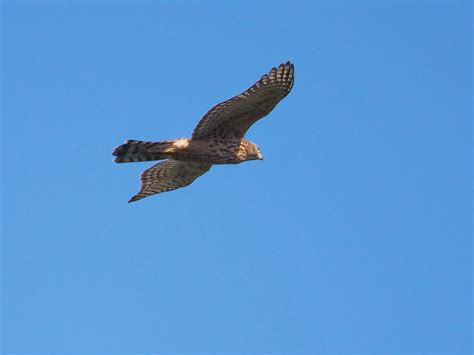 Goshawk notes: Summer ends & even the juvenile Goshawks disappear