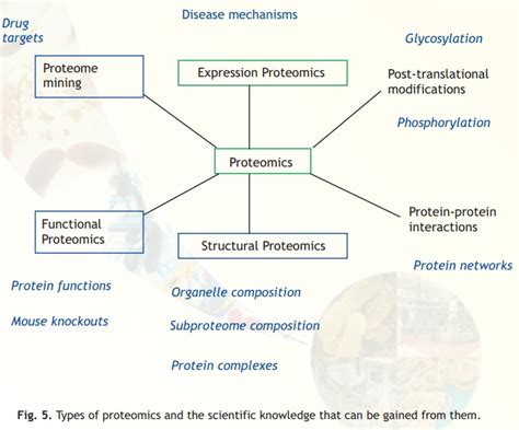 Proteomics and Types of Proteomics