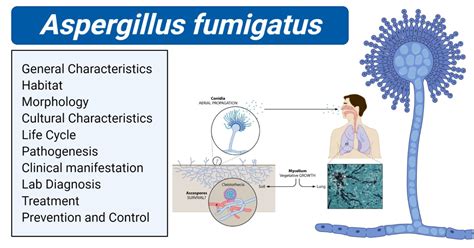 Aspergillus fumigatus- An Overview