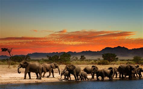 Download wallpapers Elephants, Africa, sunset, savannah, wildlife, herd of elephants for desktop ...