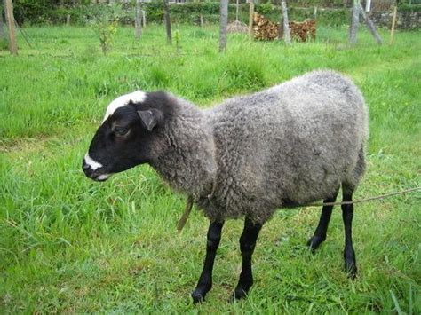 Romanov sheep - Alchetron, The Free Social Encyclopedia