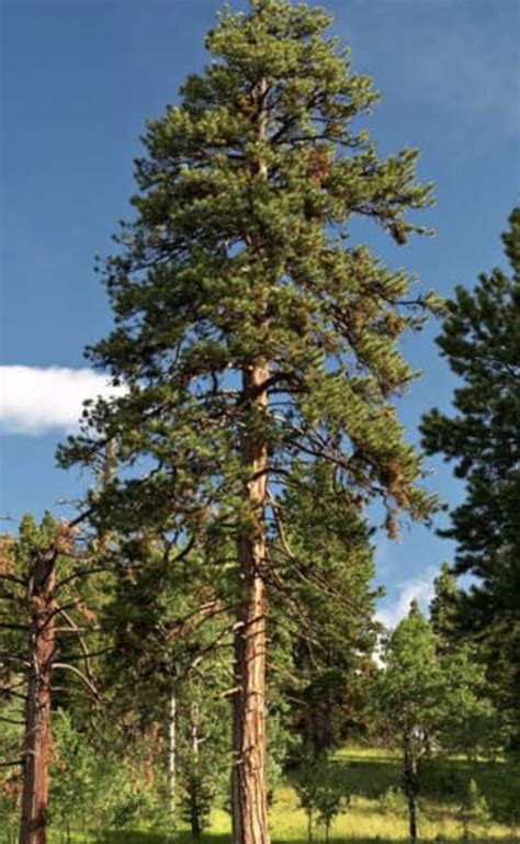 Types of Pine Trees in Colorado - The Cards We Drew