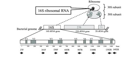 The schema of ribosome complex and 16S rRNA gene. The white and grey ...