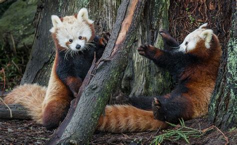 Red Panda Cubs at Play Photograph by Greg Nyquist - Pixels