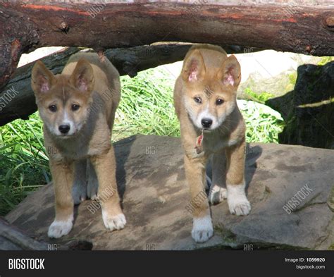 Dingo Pups Image & Photo | Bigstock