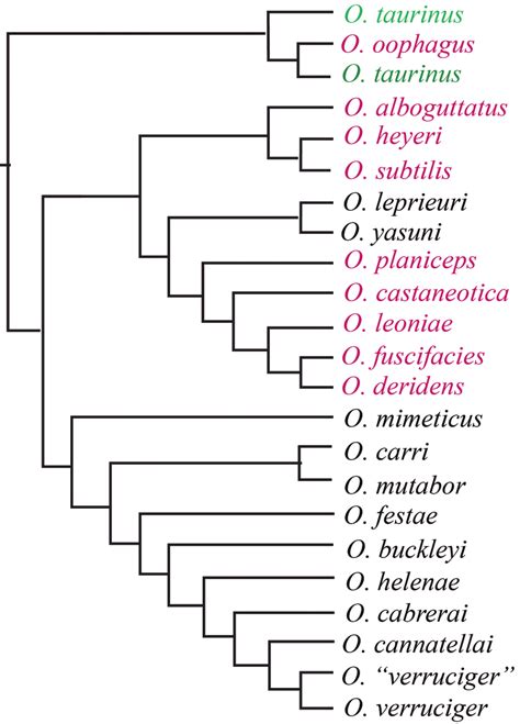 Simplified topology of phylogenetic tree inferred from parsimony ...