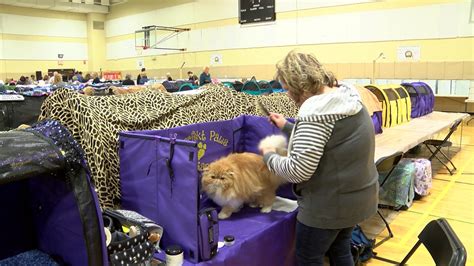 Annual Cat Fanciers' show in Brockport