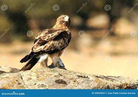 Booted Eagle with Prey in Its Claws Stock Photo - Image of light, watches: 59092854