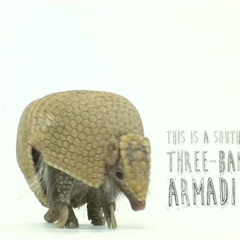 Photo Ark: Southern Three-Banded Armadillo