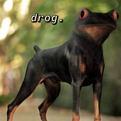 Frog Dog Meme | Funny animal jokes, Funny pictures, Animal jokes