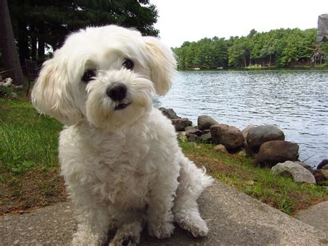 Maltichon love | Cute dogs and puppies, Bichon frise puppy, Maltipoo puppy