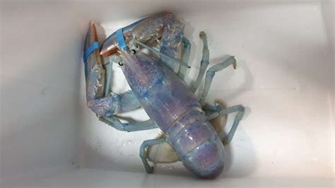 Fisherman Catches Rare “Cotton Candy” Lobster and Donates It To Marine Science Center | artFido