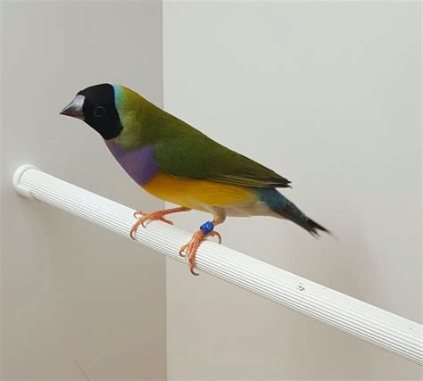 Part 4: Gouldian finch breeding - Planet Aviary