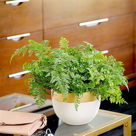 5 Must-Know Tips on Caring for an Indoor Fern | Indoor ferns, Houseplants, Indoor plants