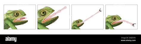 Chameleon tongue. Illustration sequence showing a chameleon using its ...