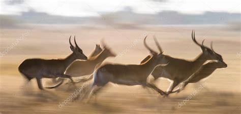 √ Téléchargement gratuit! running gazelle images 930534-Gazelle running getty images - Jossaesipus5p