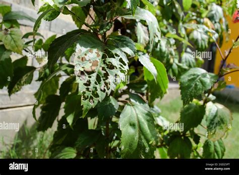 Hibiscus plant large single leaf damaged defected by pests, bugs eaten ...