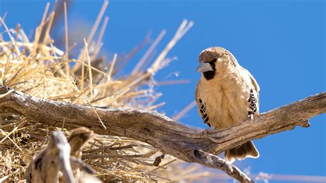 Sociable Weaver | San Diego Zoo Animals & Plants