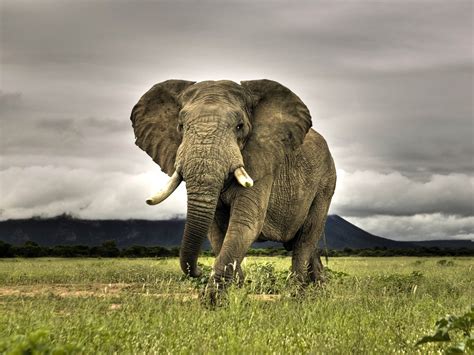 🔥 [50+] Elephant Wallpapers for Computers | WallpaperSafari