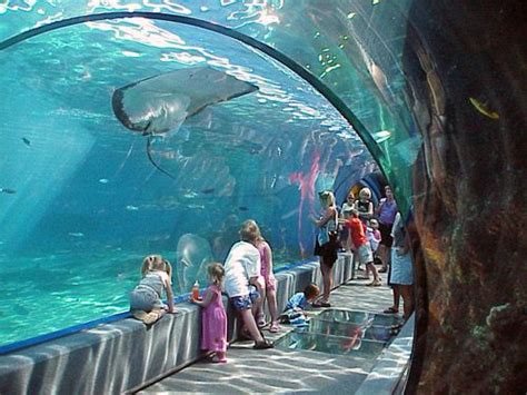 people looking at sharks in an aquarium