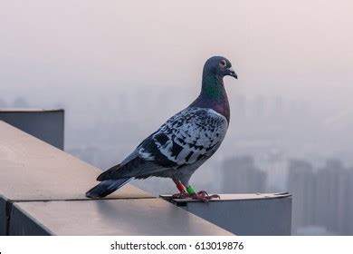 Carrier Pigeon Images, Stock Photos & Vectors | Shutterstock