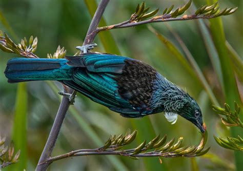 The Tui Bird - Australian Photography