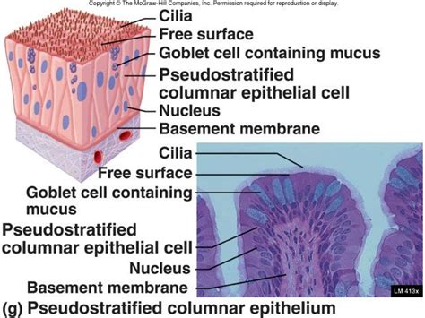 Structural Organization | Organic chemistry study, Anatomy and physiology, Basement membrane