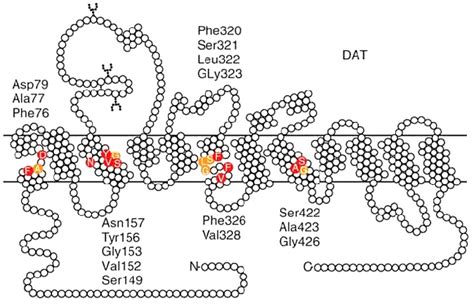 Structure of the human dopamine transporter. Colored circles denote... | Download Scientific Diagram