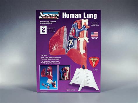 New Lindberg Human Lung Anatomically Accurate Correct Plastic Science – Work House signs