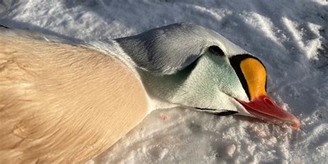 The best King Eider Duck hunting in Greenland