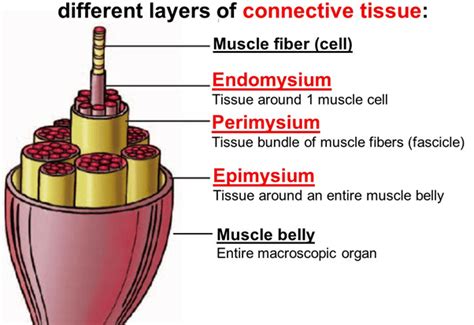 Sarcolemma - Definition and Examples - Biology Online Dictionary