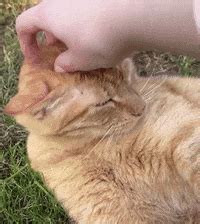 Cat Headpat GIF - Cat Headpat Cute - Discover & Share GIFs