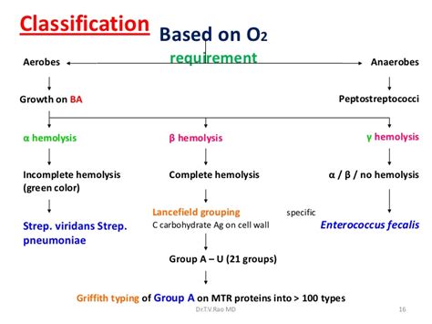 Classification of Streptococcus - Online Biology Notes