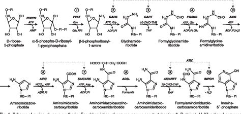 [PDF] Purine de novo Synthesis - Mechanisms and Clinical Implications ...