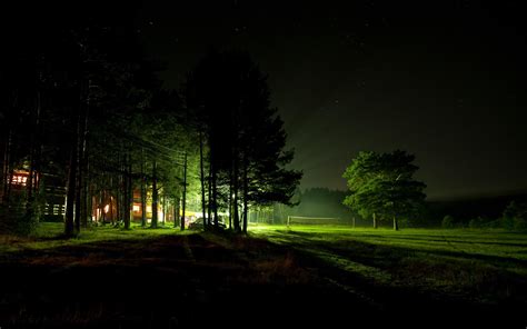 Night Forest HD wallpaper