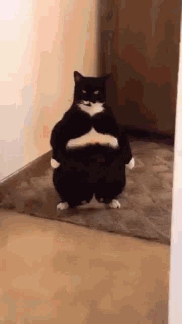 Fat Cat Laser Eyes GIF - Fat Cat Laser Eyes Angry Cat - GIF များ ရှာဖ ...