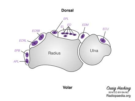 Extensor compartments of the wrist | Radiology Reference Article ...