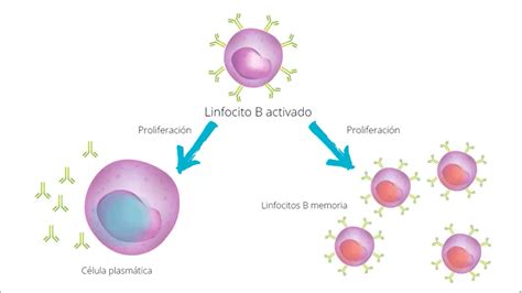 LOS LINFOCITOS – BIOLOGÍA y GEOLOGÍA