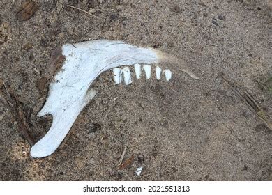 Deer Jaw Bone Weathered Age Animal Stock Photo 2021551313 | Shutterstock