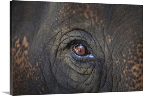 Close-up Of An Elephant's Eye Wall Art, Canvas Prints, Framed Prints, Wall Peels | Great Big Canvas