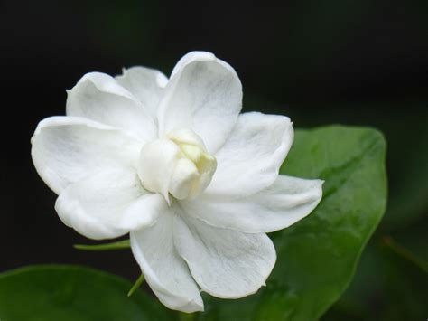 Jasmine Flower Wallpaper - WallpaperSafari