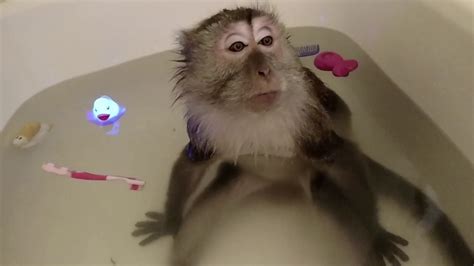 ASMR MONKEY BATH TIME VIDEO - YouTube