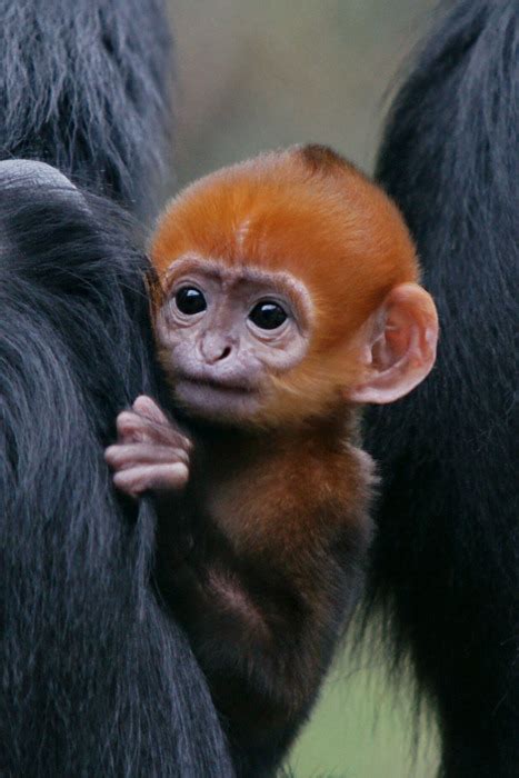 cute monkey on Tumblr