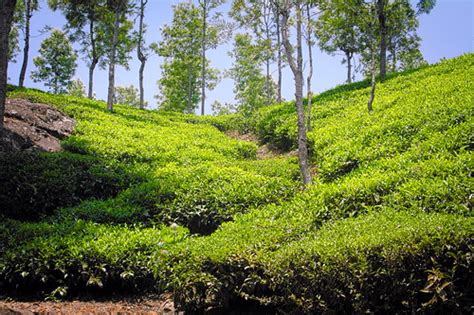 Coonoor: Tea Gardens | deepgoswami | Flickr
