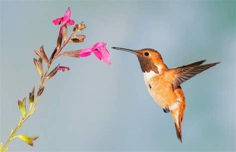 What Are Hummingbirds’ Predators? — Forest Wildlife